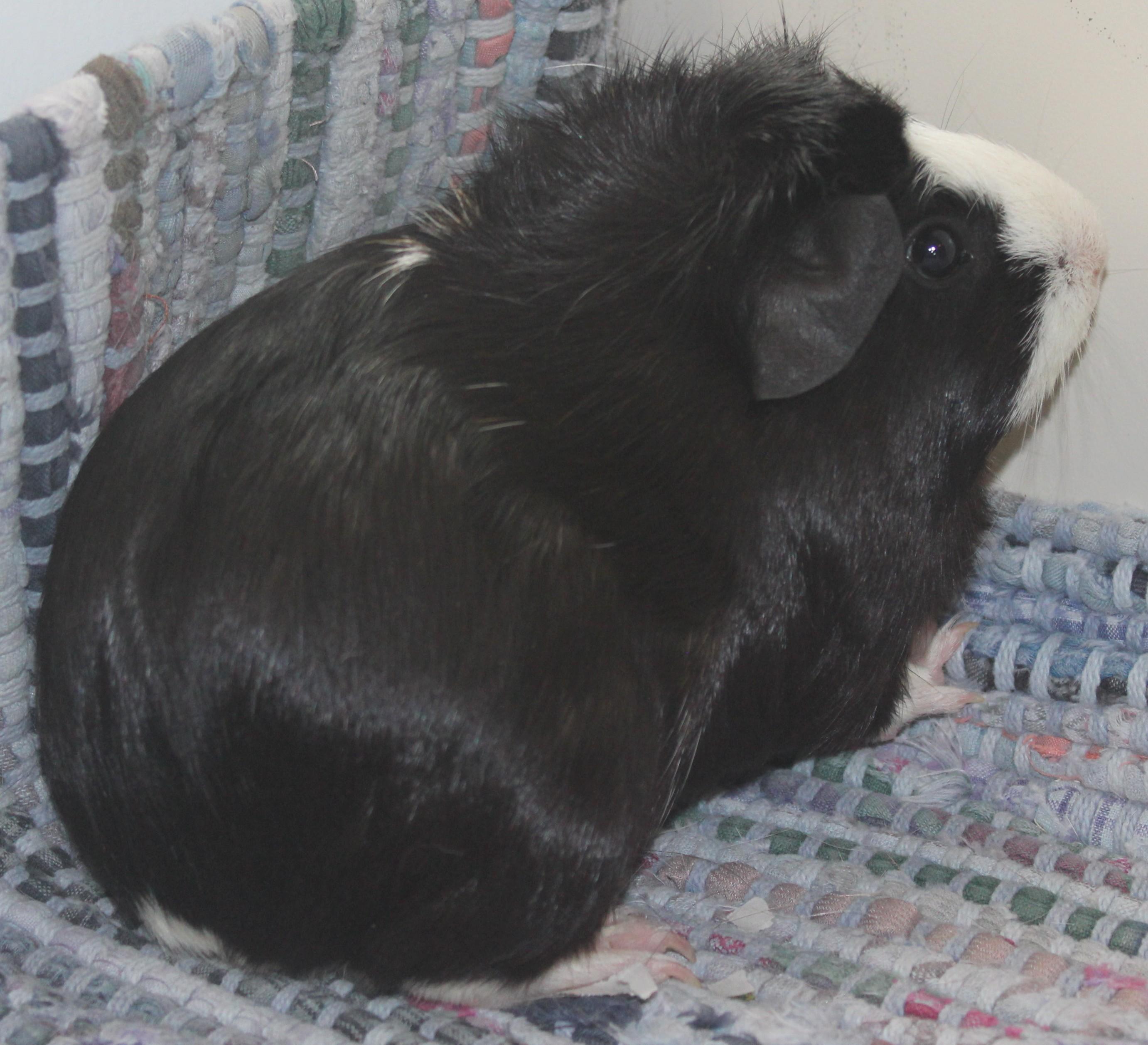 Enlarge Loretta, an adopted Guinea Pig in Huron, SD image 2/4