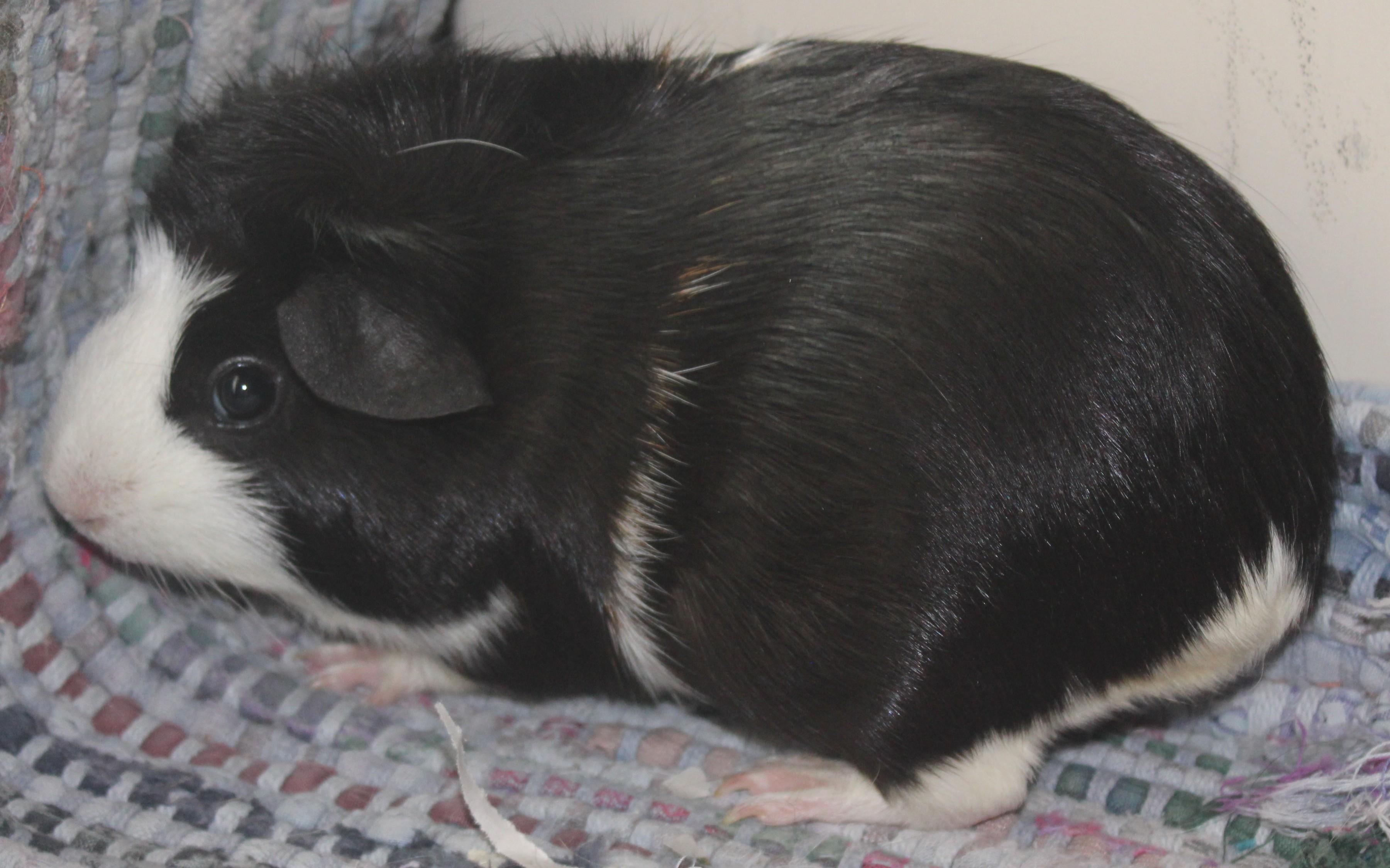 Enlarge Loretta, an adopted Guinea Pig in Huron, SD image 3/4