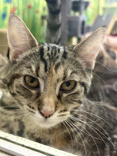 Enlarge Azalea, a ADOPTABLE Domestic Short Hair in Towanda, PA image 1/1