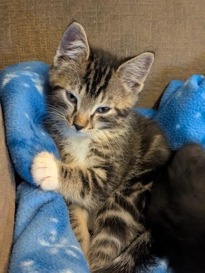 Mr. Beans, Adoptable, Kitten Male Domestic Short Hair & Domestic Short Hair.