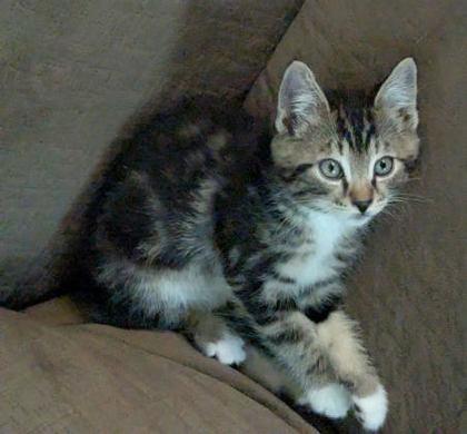 Enlarge Mr. Beans, a Adoptable mixed breed in Hillsboro, OR image 2/3