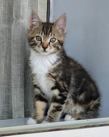 Enlarge Mr. Beans, a Adoptable mixed breed in Hillsboro, OR image 3/3