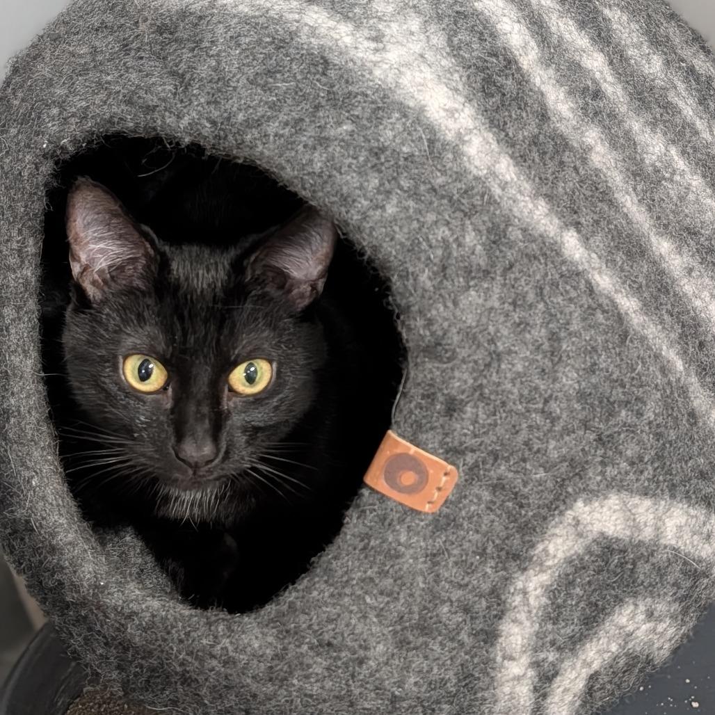 Enlarge Flossie, a ADOPTABLE Domestic Short Hair in Cape Girardeau, MO image 3/5