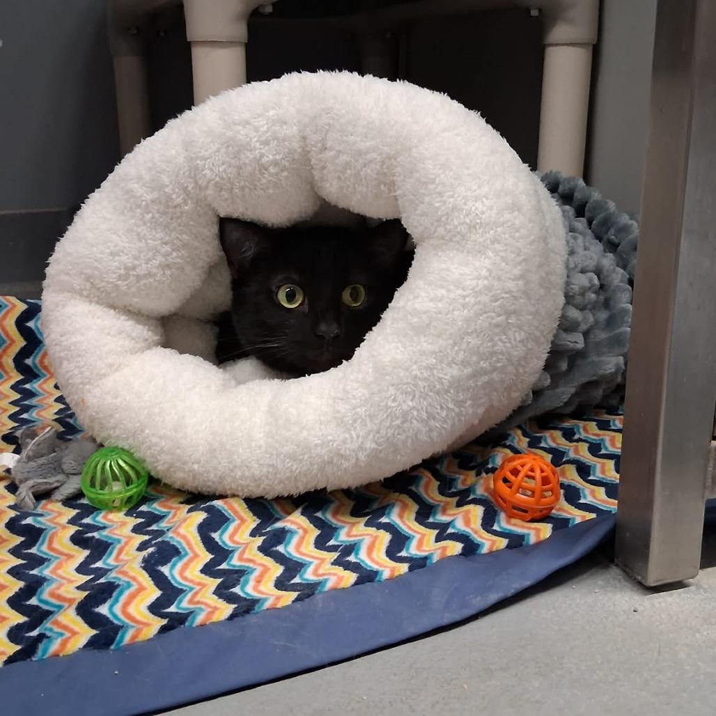 Enlarge Flossie, a ADOPTABLE Domestic Short Hair in Cape Girardeau, MO image 5/5