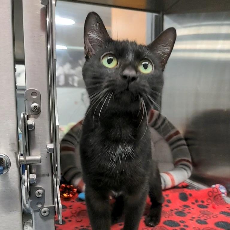 Enlarge Flossie, a ADOPTABLE Domestic Short Hair in Cape Girardeau, MO image 4/5