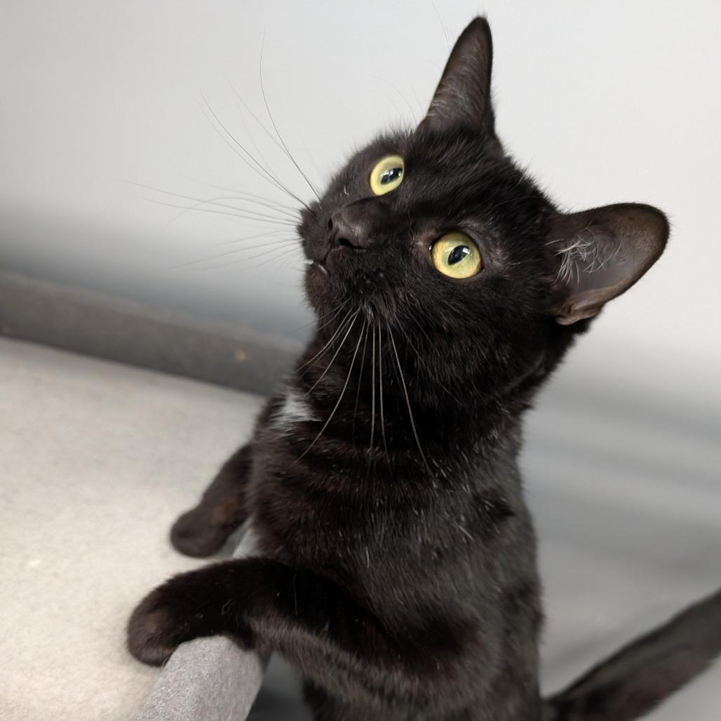 Enlarge Flossie, a ADOPTABLE Domestic Short Hair in Cape Girardeau, MO image 2/2