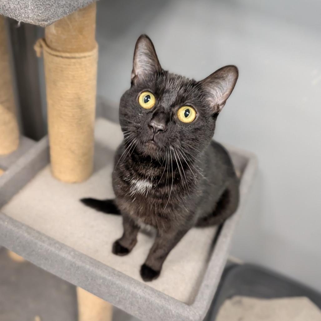 Flossie, ADOPTABLE, Adult Female Domestic Short Hair.