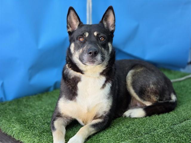 PRISCILLA, Adoptable, Adult Female Husky & Mixed Breed.