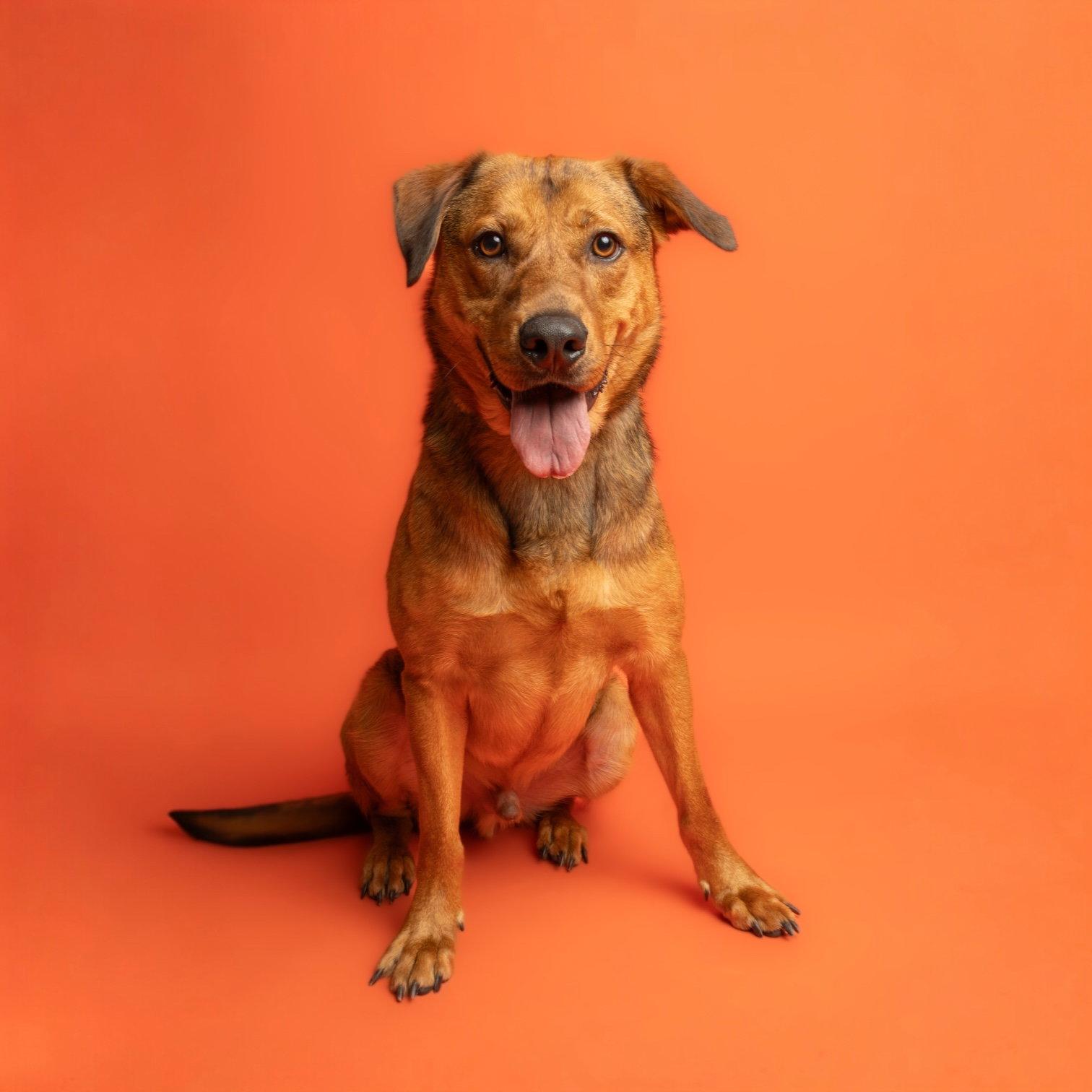 Brickley, Adoptable, Adult Male Labrador Retriever.