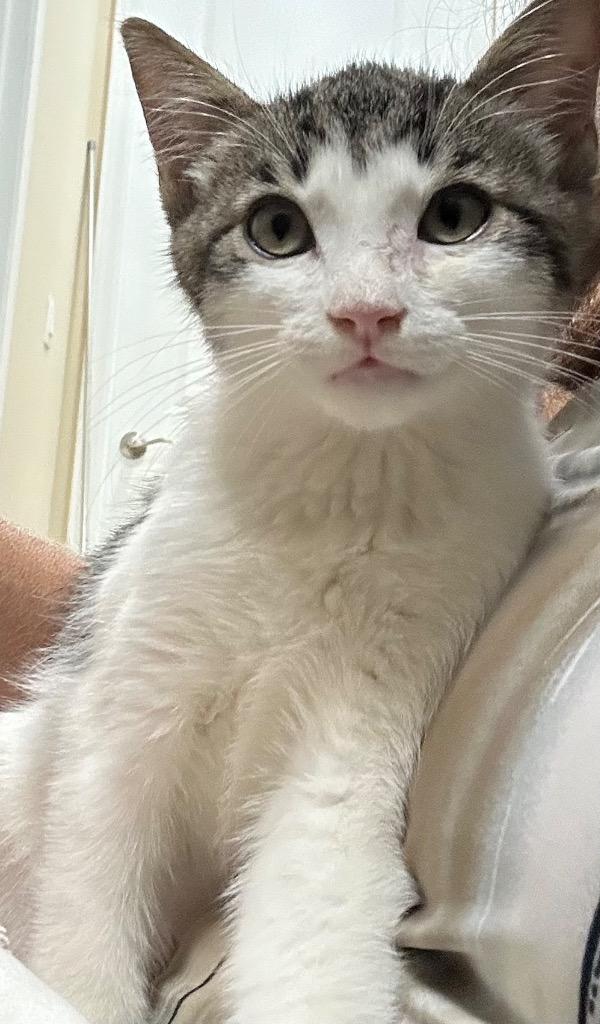 Smudge, Adoptable, Kitten Male Domestic Short Hair.