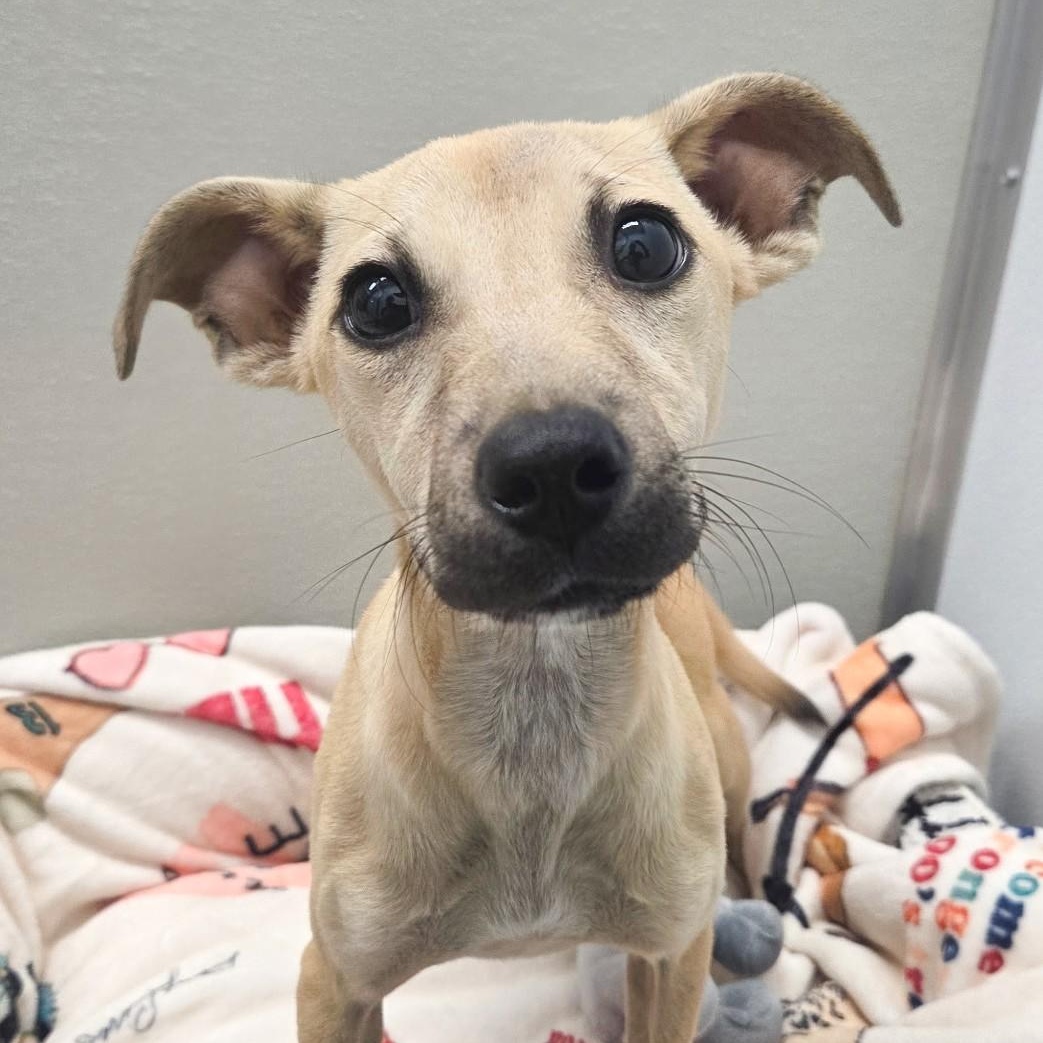 Enlarge Cider, a Adoptable mixed breed in Shepherdsville, KY image 3/5