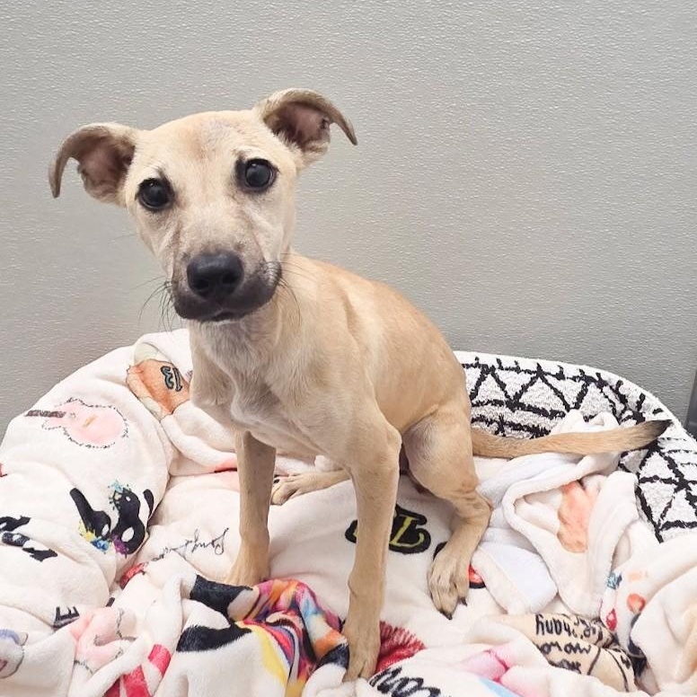 Enlarge Cider, a Adoptable mixed breed in Shepherdsville, KY image 5/5