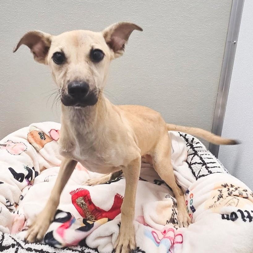 Enlarge Cider, a Adoptable mixed breed in Shepherdsville, KY image 1/5