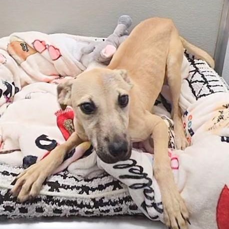 Enlarge Cider, a Adoptable mixed breed in Shepherdsville, KY image 4/5