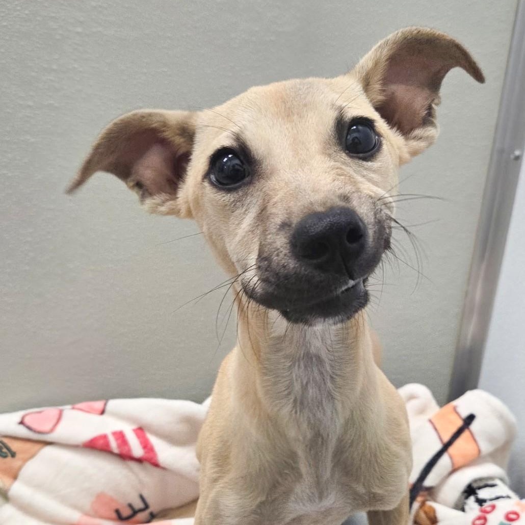 Enlarge Cider, a Adoptable mixed breed in Shepherdsville, KY image 2/5