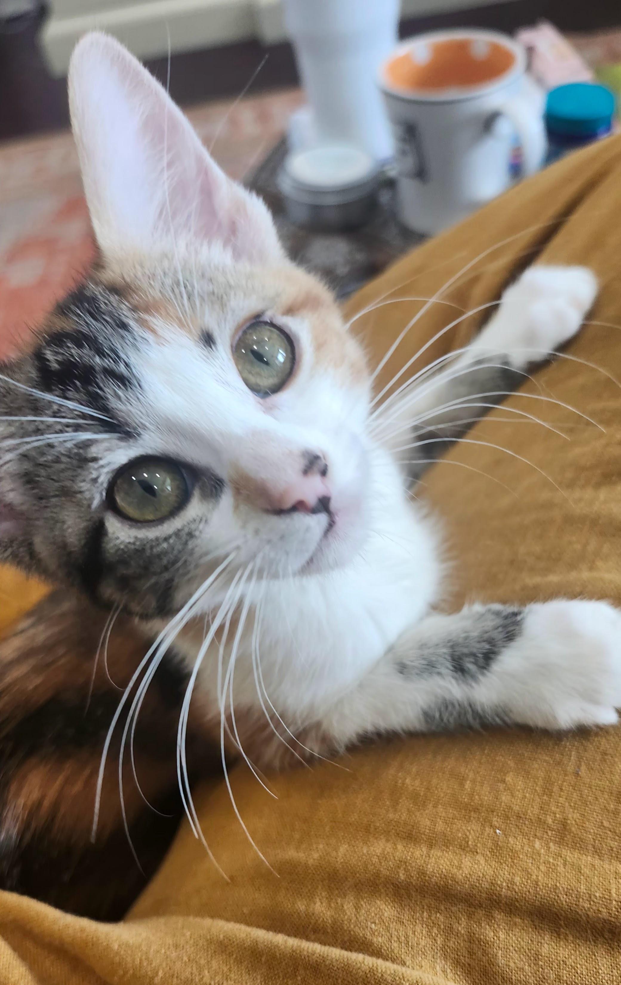 Enlarge Sarah, a ADOPTABLE Domestic Short Hair in Chicago, IL image 6/6