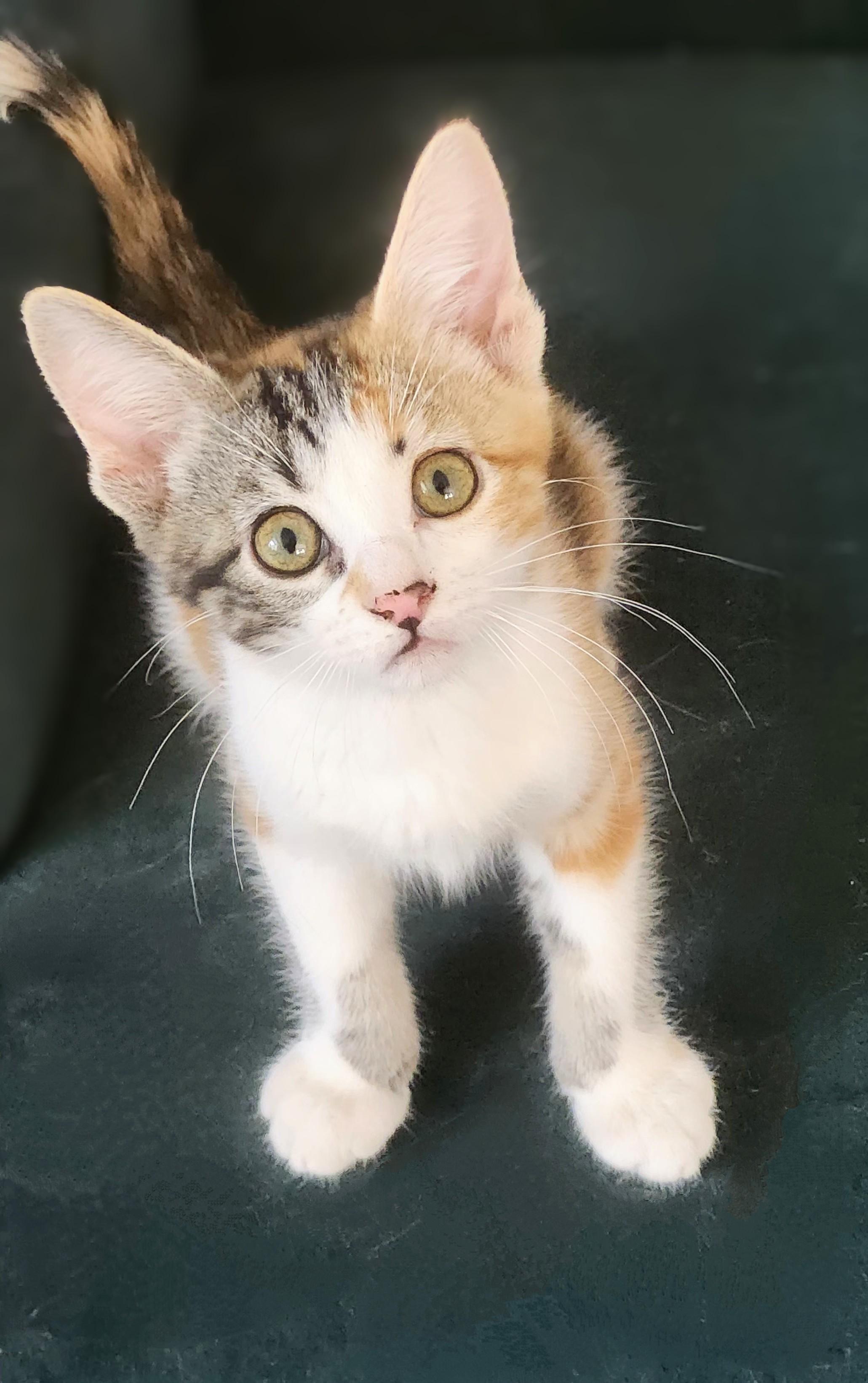 Enlarge Sarah, a ADOPTABLE Domestic Short Hair in Chicago, IL image 3/6