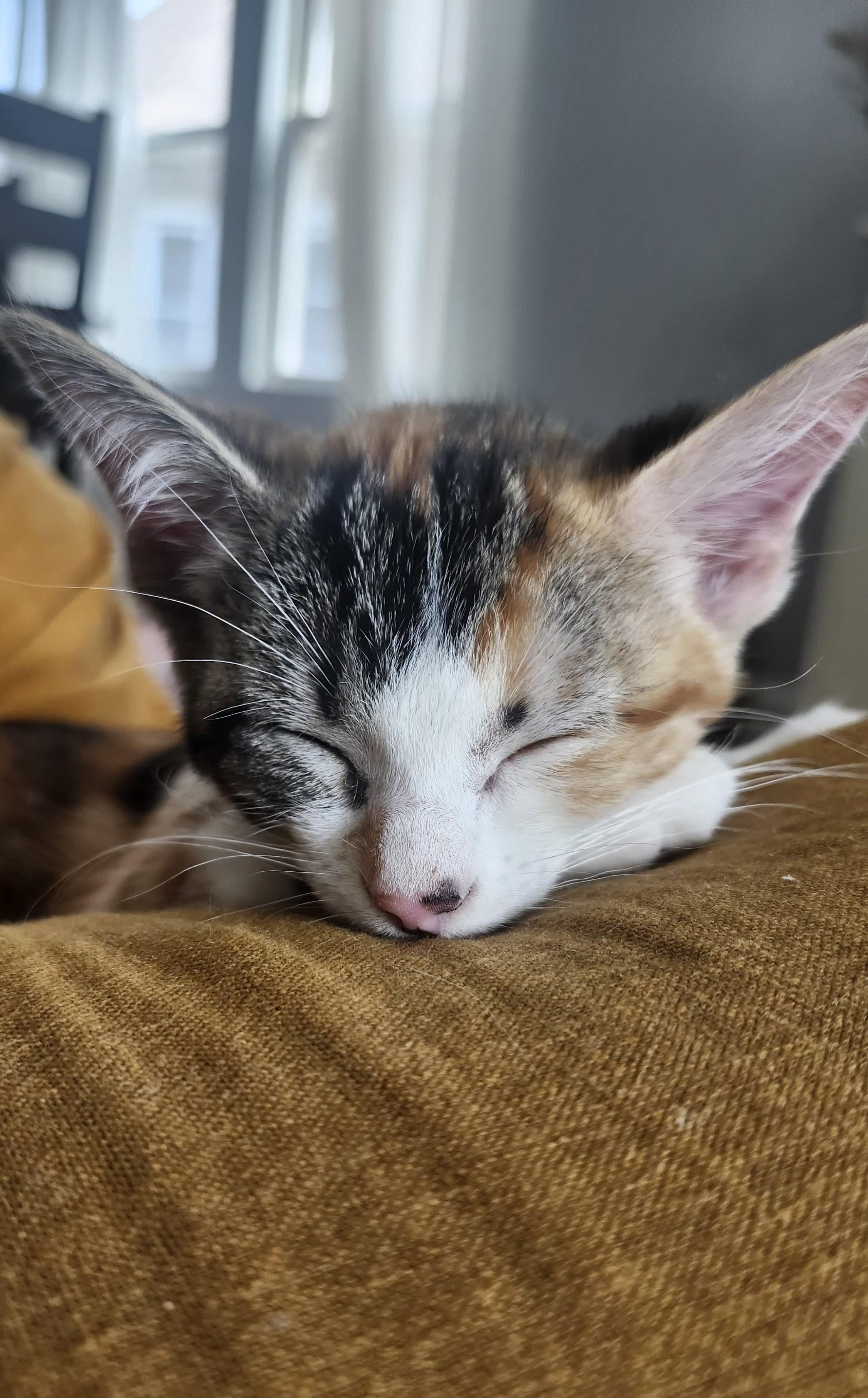 Enlarge Sarah, a ADOPTABLE Domestic Short Hair in Chicago, IL image 4/6