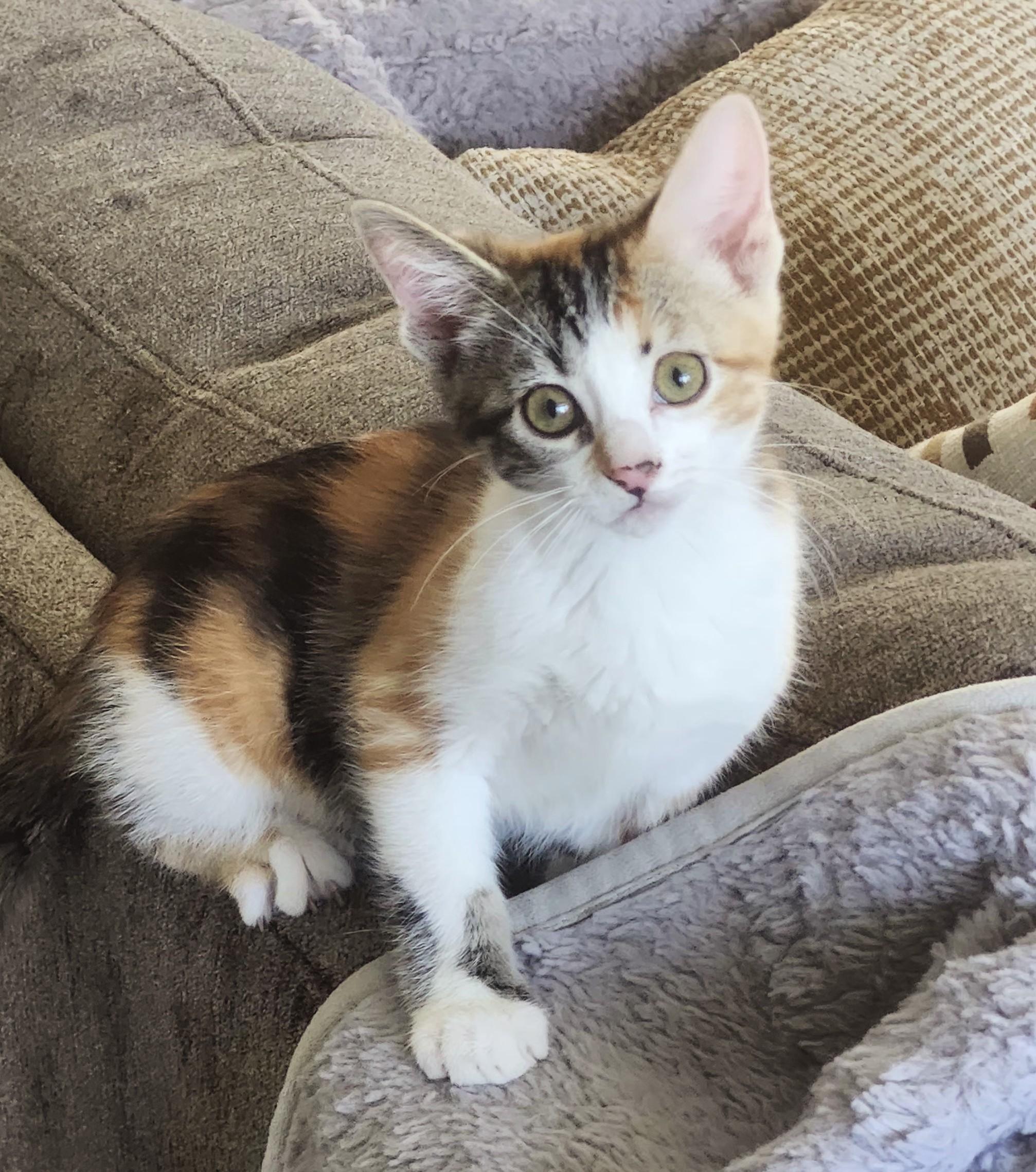 Enlarge Sarah, a ADOPTABLE Domestic Short Hair in Chicago, IL image 1/6