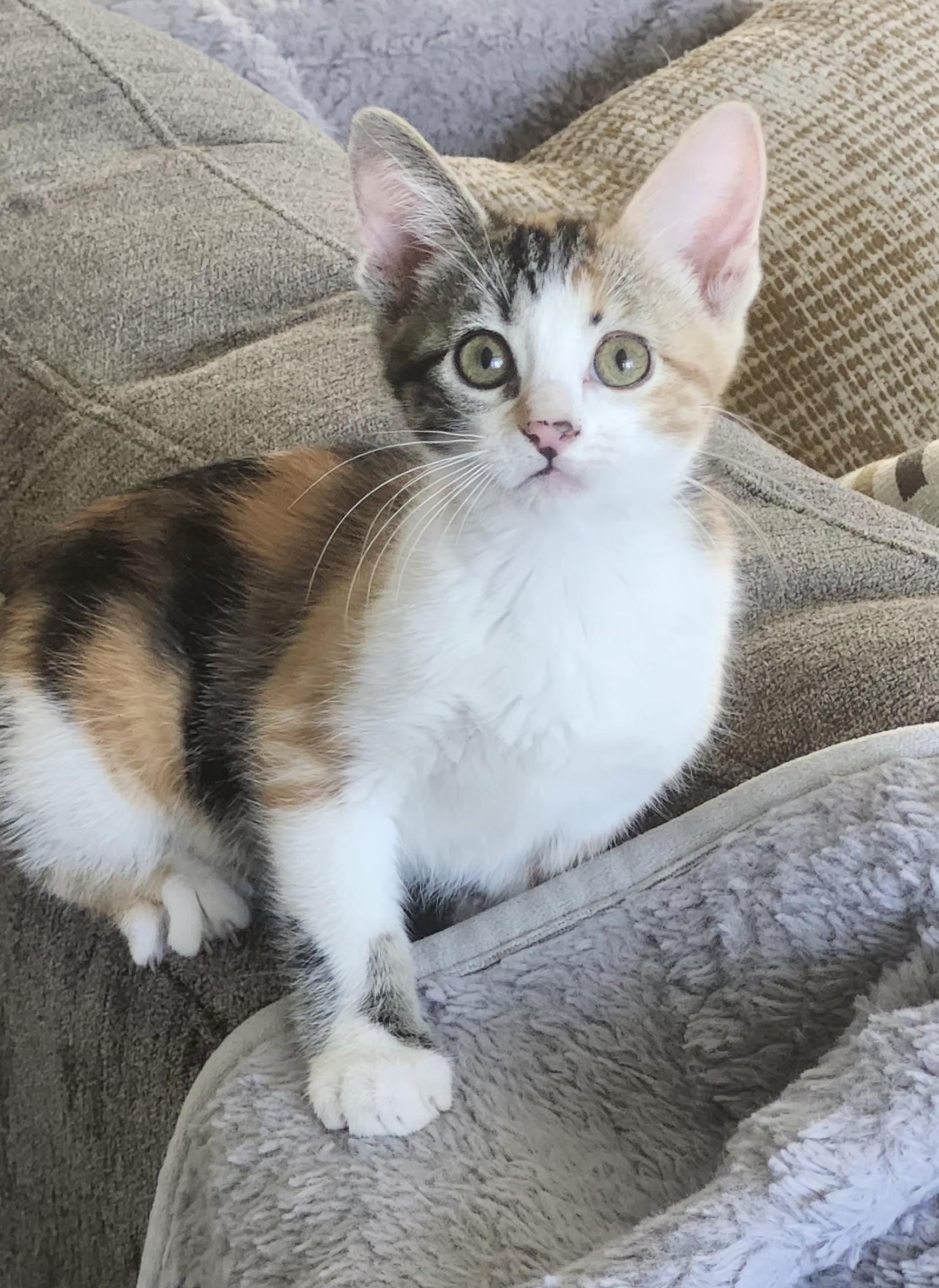 Enlarge Sarah, a ADOPTABLE Domestic Short Hair in Chicago, IL image 2/6