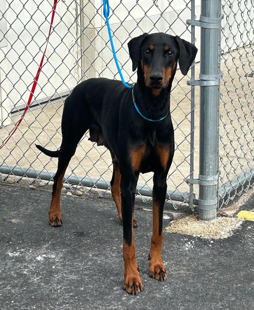 Enlarge Valerie, a ADOPTABLE Doberman Pinscher in Barrington, IL image 2/6