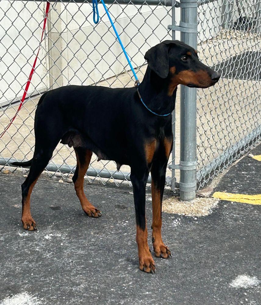 Enlarge Valerie, a ADOPTABLE Doberman Pinscher in Barrington, IL image 4/6