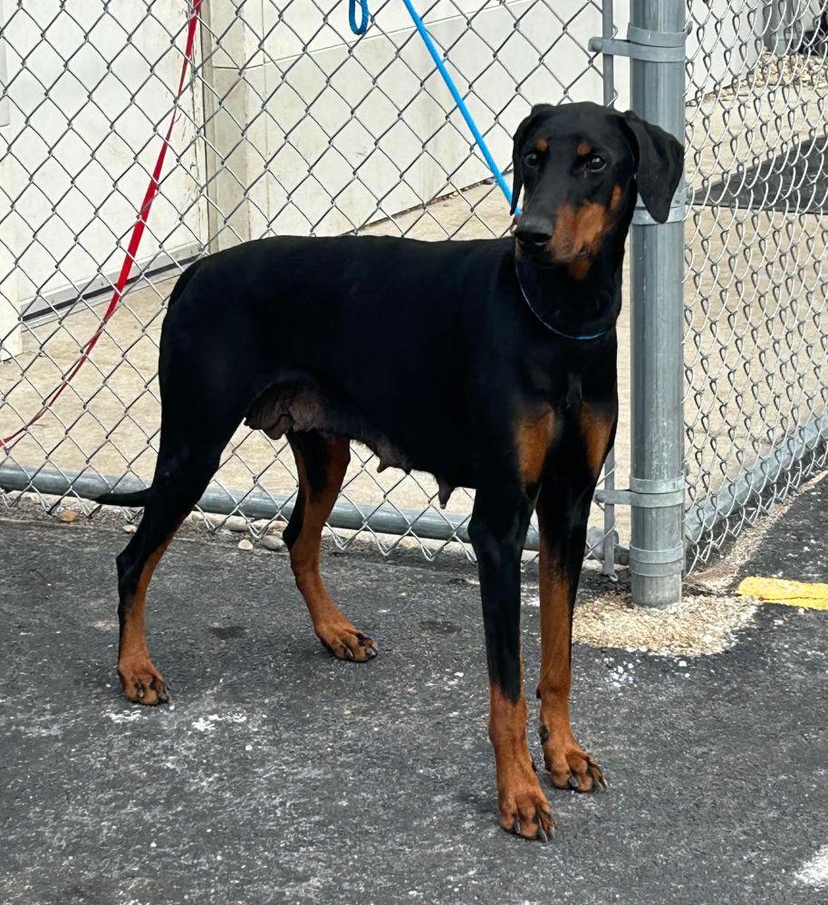 Enlarge Valerie, a ADOPTABLE Doberman Pinscher in Barrington, IL image 6/6