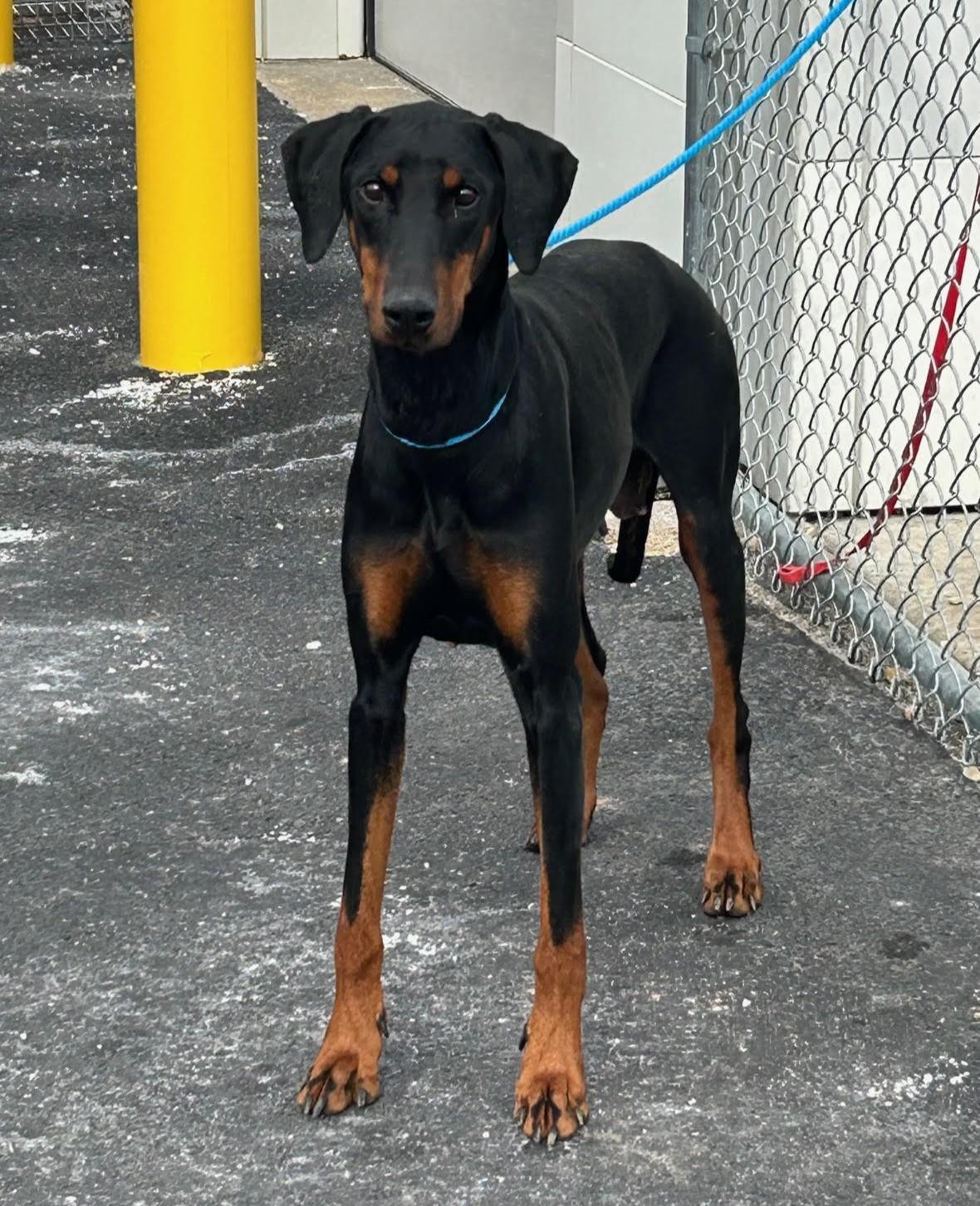 Valerie, ADOPTABLE, Young Female Doberman Pinscher.