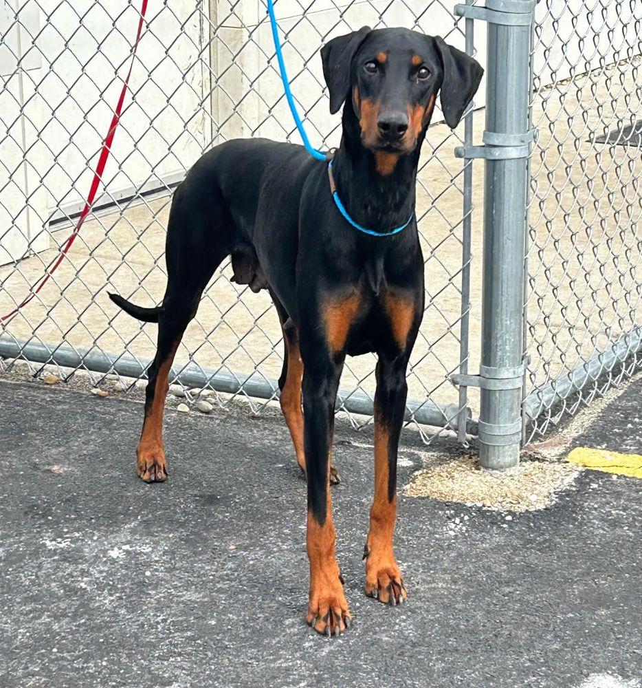 Enlarge Valerie, a ADOPTABLE Doberman Pinscher in Barrington, IL image 3/6