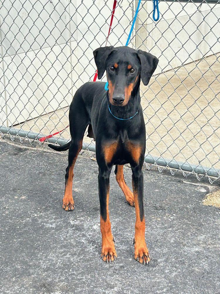 Enlarge Valerie, a ADOPTABLE Doberman Pinscher in Barrington, IL image 5/6
