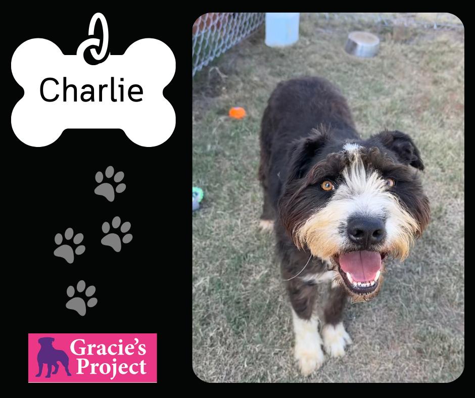 Charlie, an adoptable Terrier in Canyon, TX, 79015 | Photo Image 1