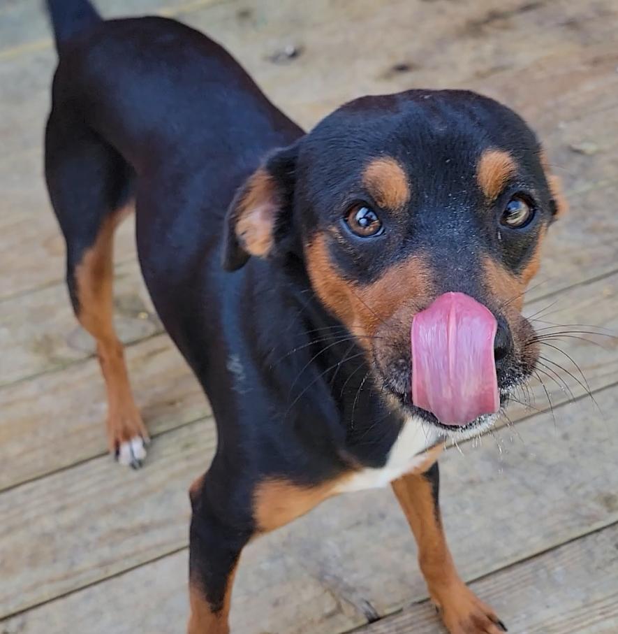 Enlarge Guapo, a Adoptable Miniature Pinscher in Mount Sterling, KY image 4/5