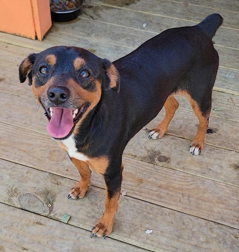Enlarge Guapo, a Adoptable Miniature Pinscher in Mount Sterling, KY image 3/5