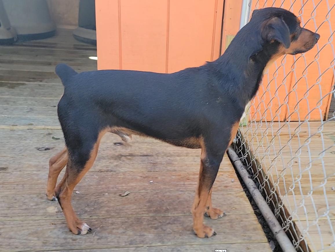 Enlarge Guapo, a Adoptable Miniature Pinscher in Mount Sterling, KY image 5/5