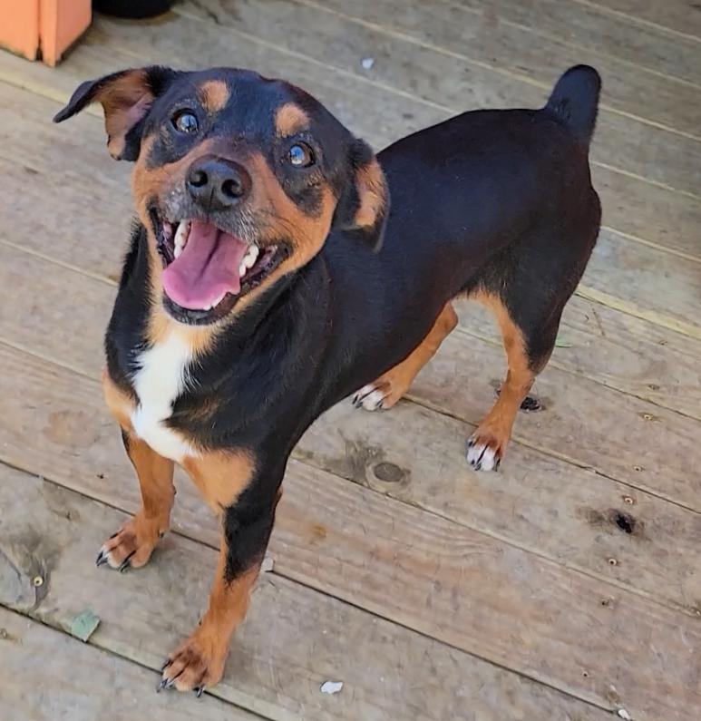 Enlarge Guapo, a Adoptable Miniature Pinscher in Mount Sterling, KY image 1/5