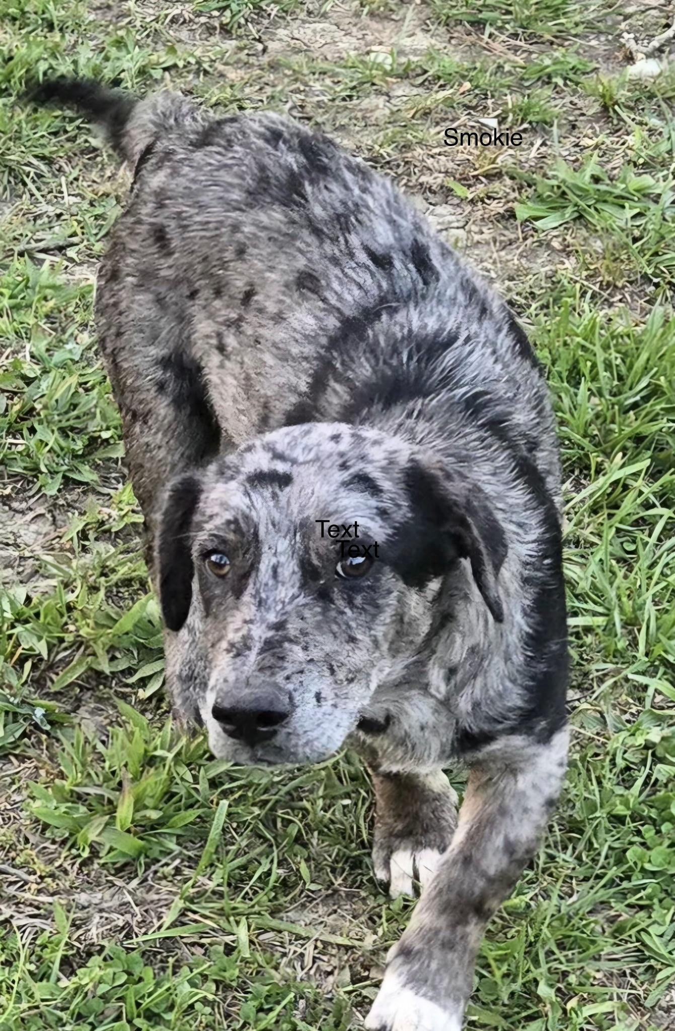 Smokey, ADOPTABLE, Young Male Catahoula Leopard Dog.
