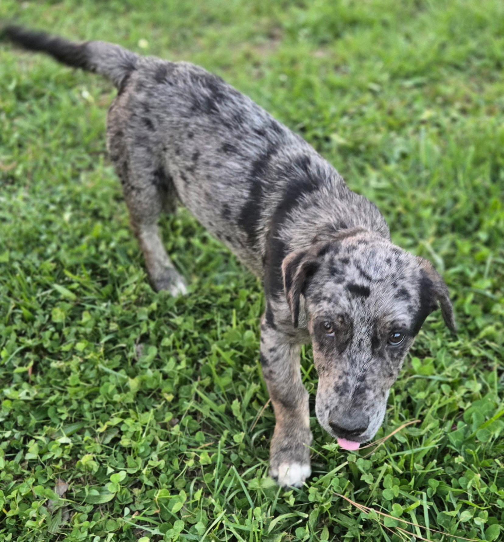 Enlarge Smokey, a ADOPTABLE mixed breed in Rome, GA image 2/2
