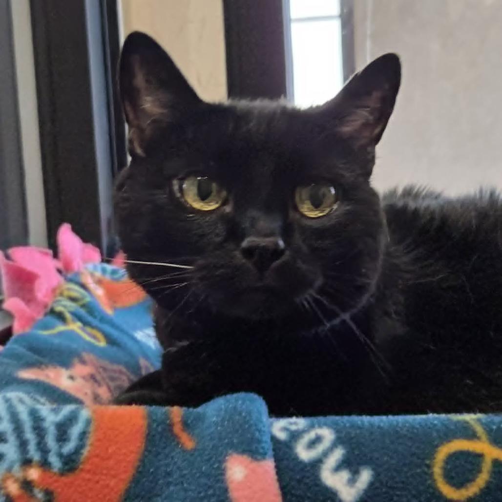 Pepper, Adoptable, Senior Female Domestic Short Hair.