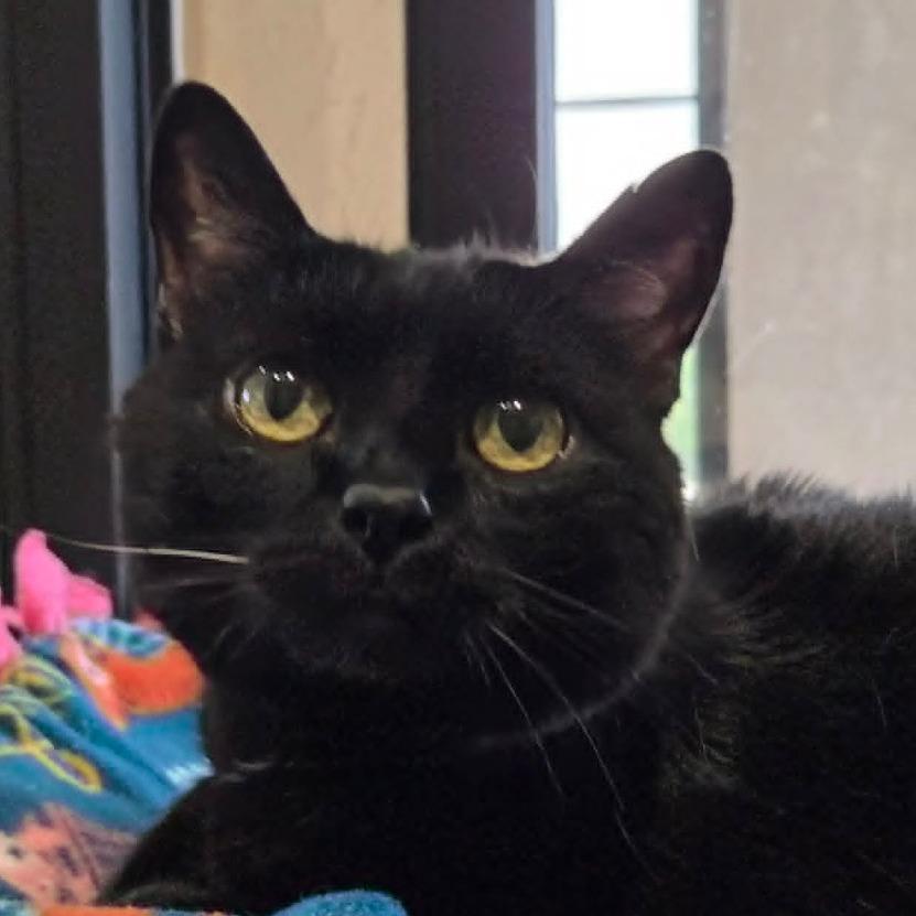 Enlarge Pepper, a Adoptable Domestic Short Hair in Ballston Spa, NY image 3/6