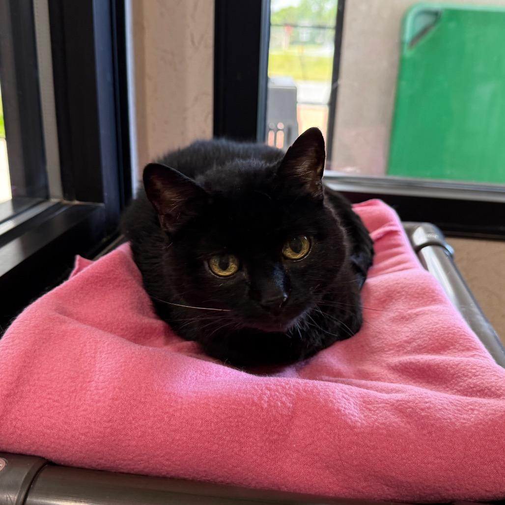 Enlarge Pepper, a Adoptable Domestic Short Hair in Ballston Spa, NY image 4/6