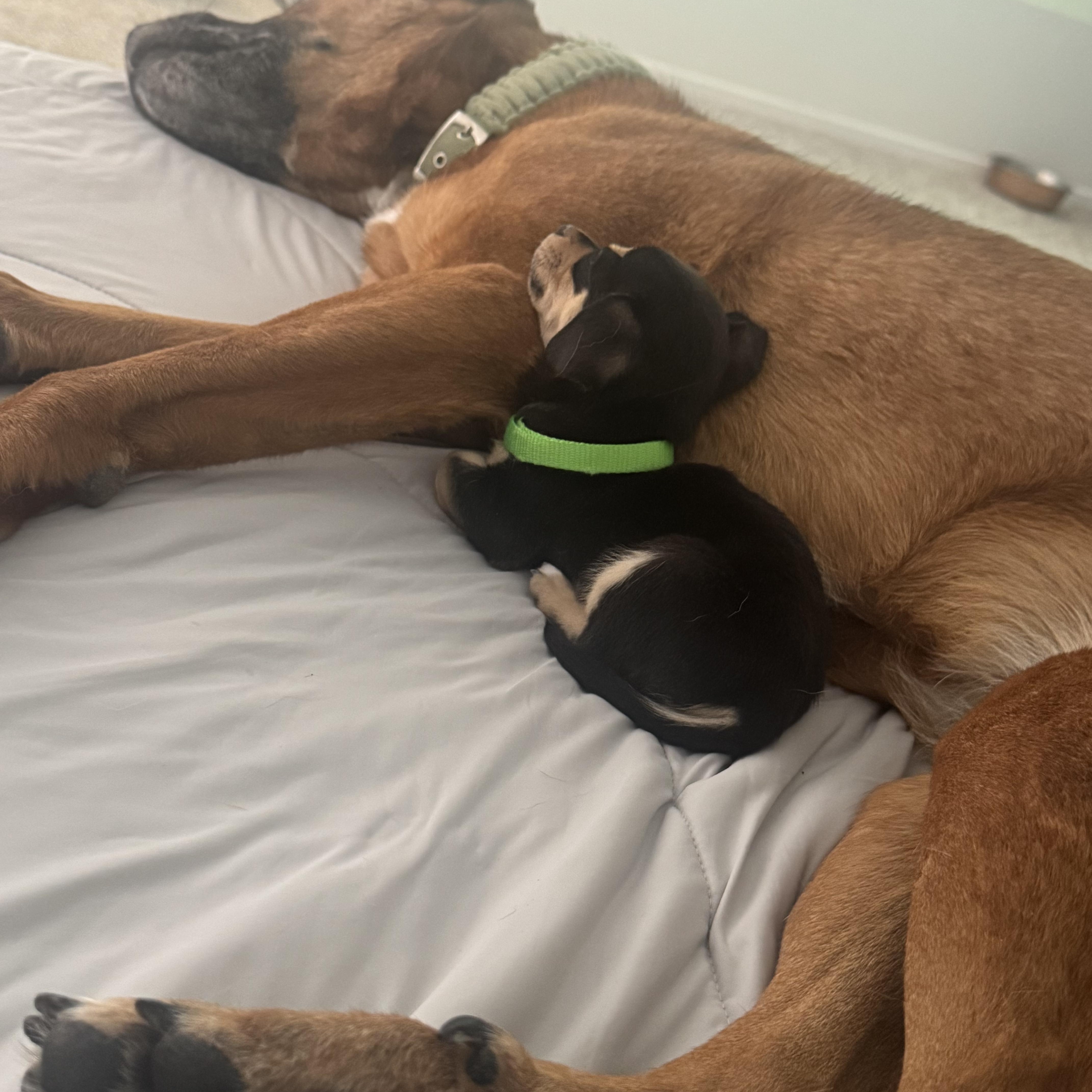 Enlarge Iris, an adopted Chiweenie in West Hollywood, CA image 3/4