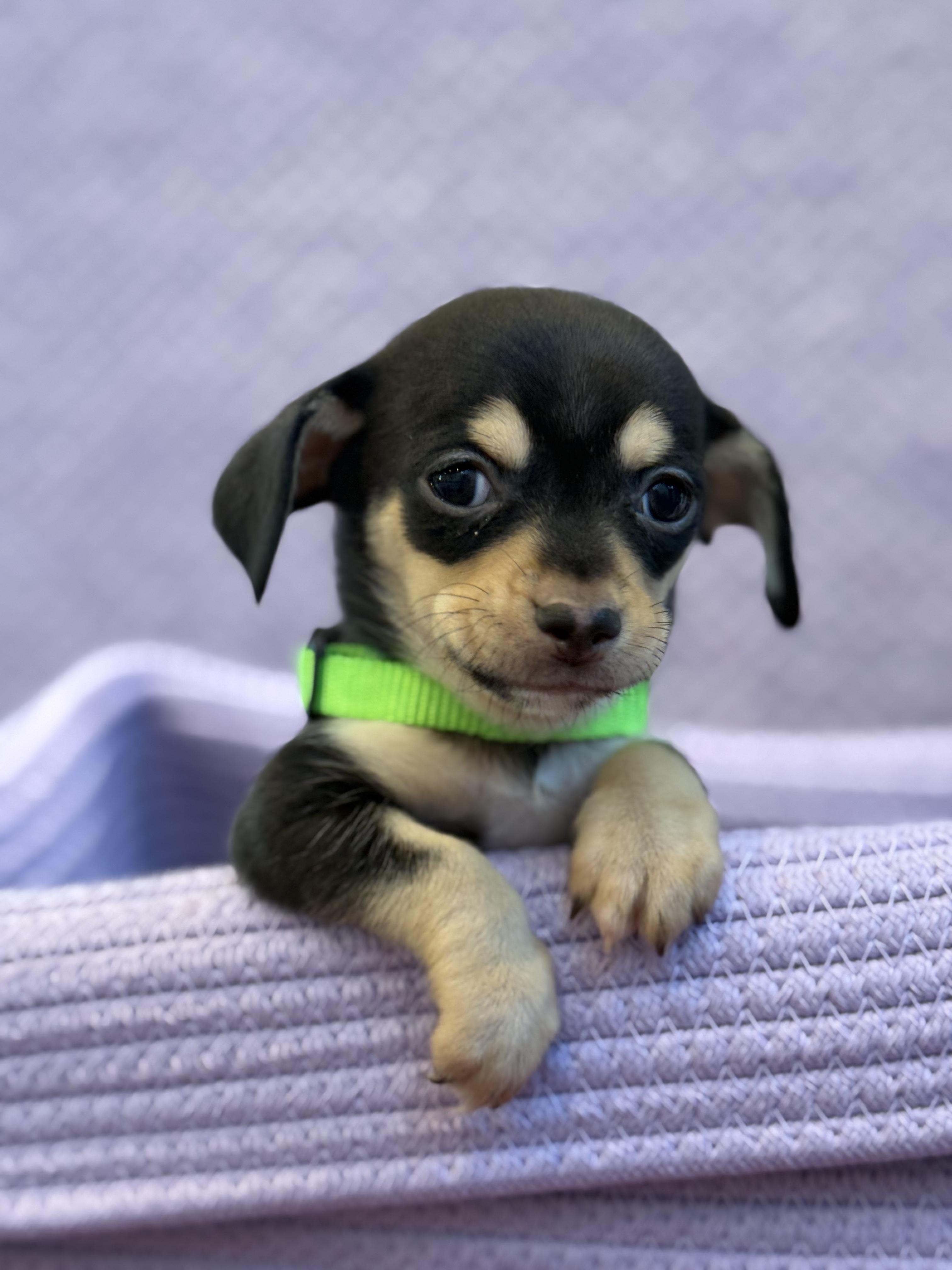 Enlarge Iris, an adopted Chiweenie in West Hollywood, CA image 1/4