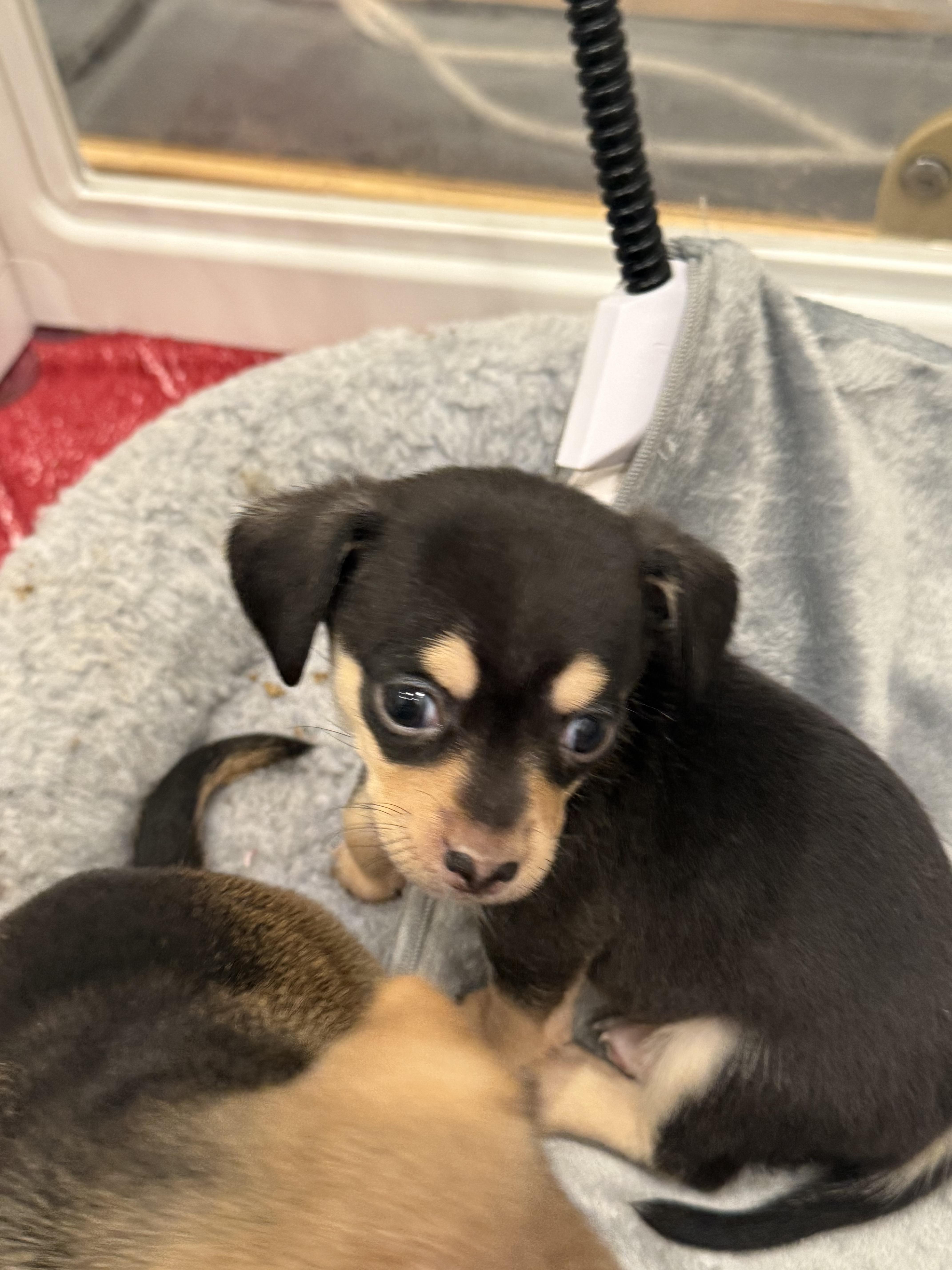 Enlarge Iris, an adopted Chiweenie in West Hollywood, CA image 2/4