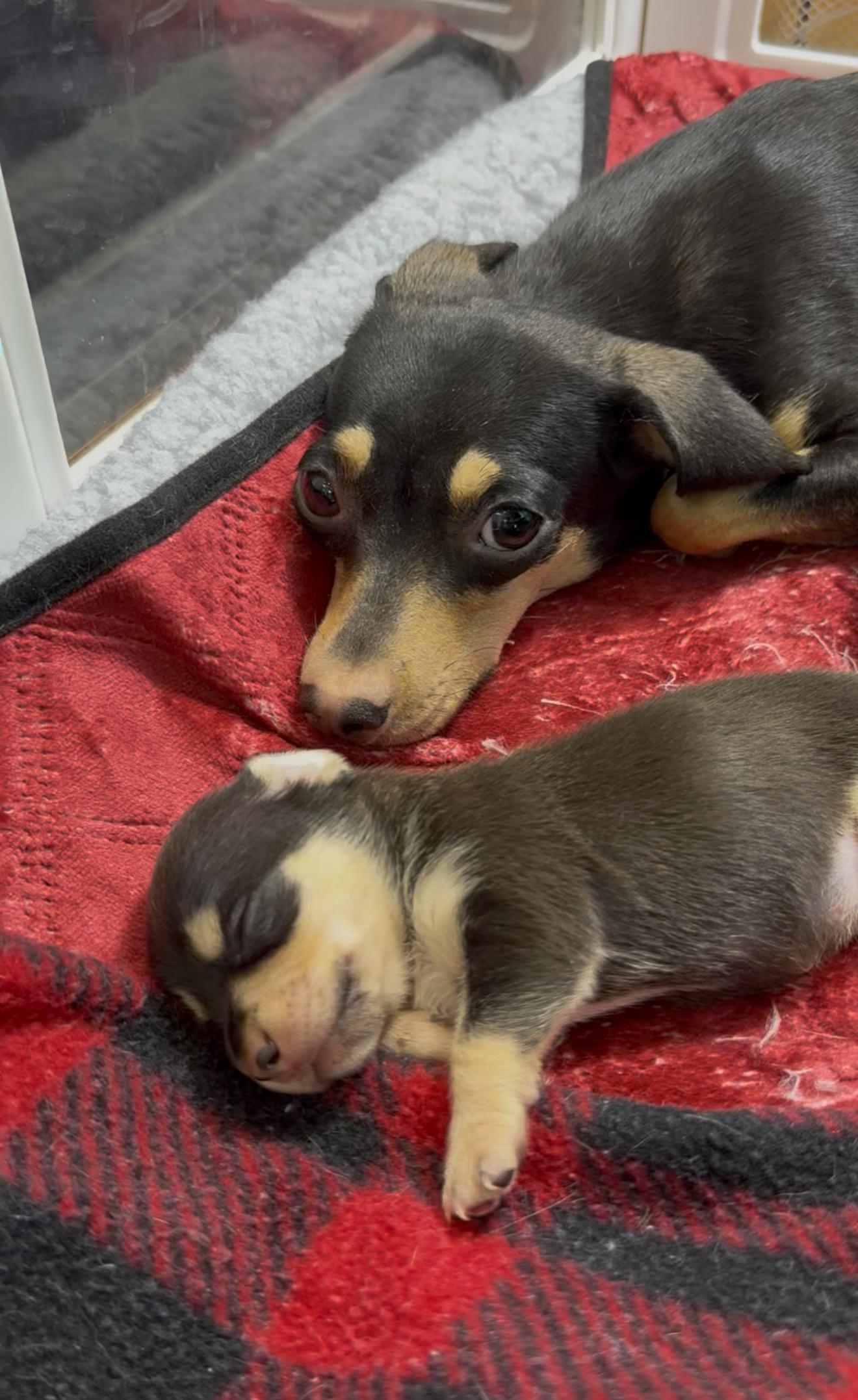 Enlarge Iris, an adopted Chiweenie in West Hollywood, CA image 4/4