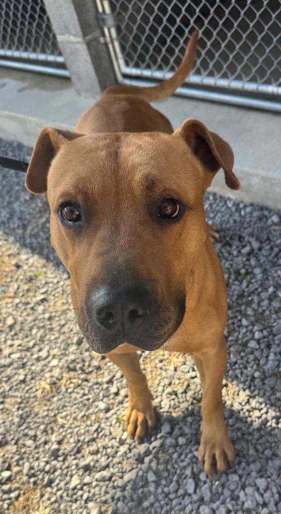 Enlarge Massimo, a Adoptable mixed breed in Shelbyville, TN image 1/1
