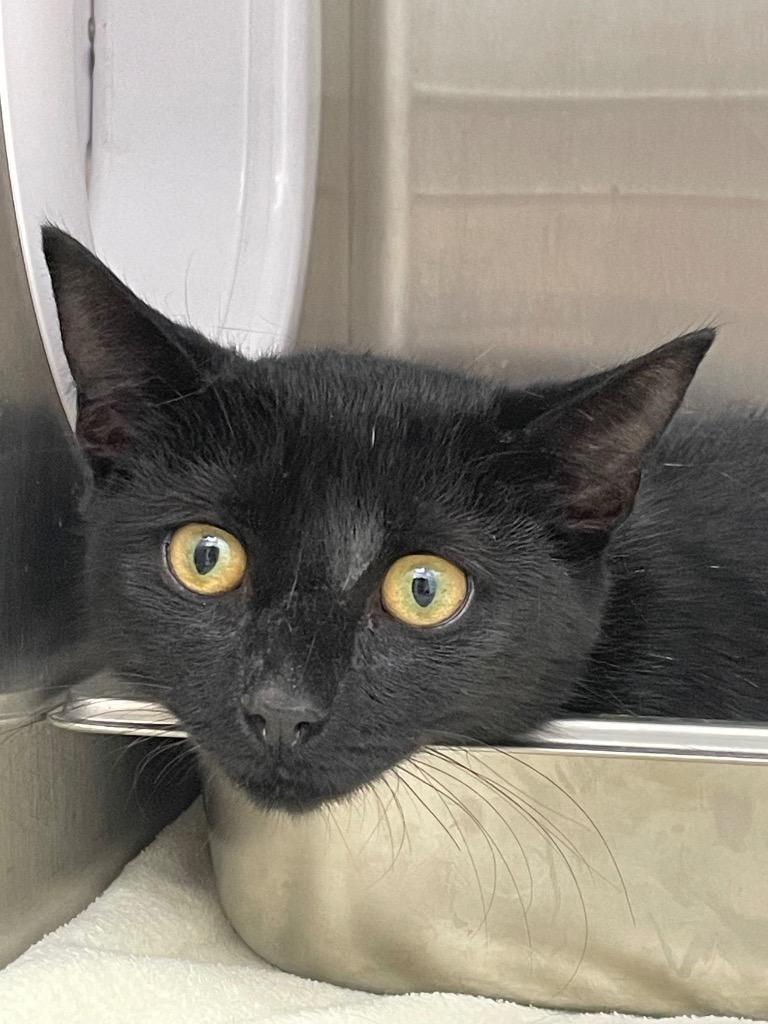 Moon, Adoptable, Young Female Domestic Short Hair.