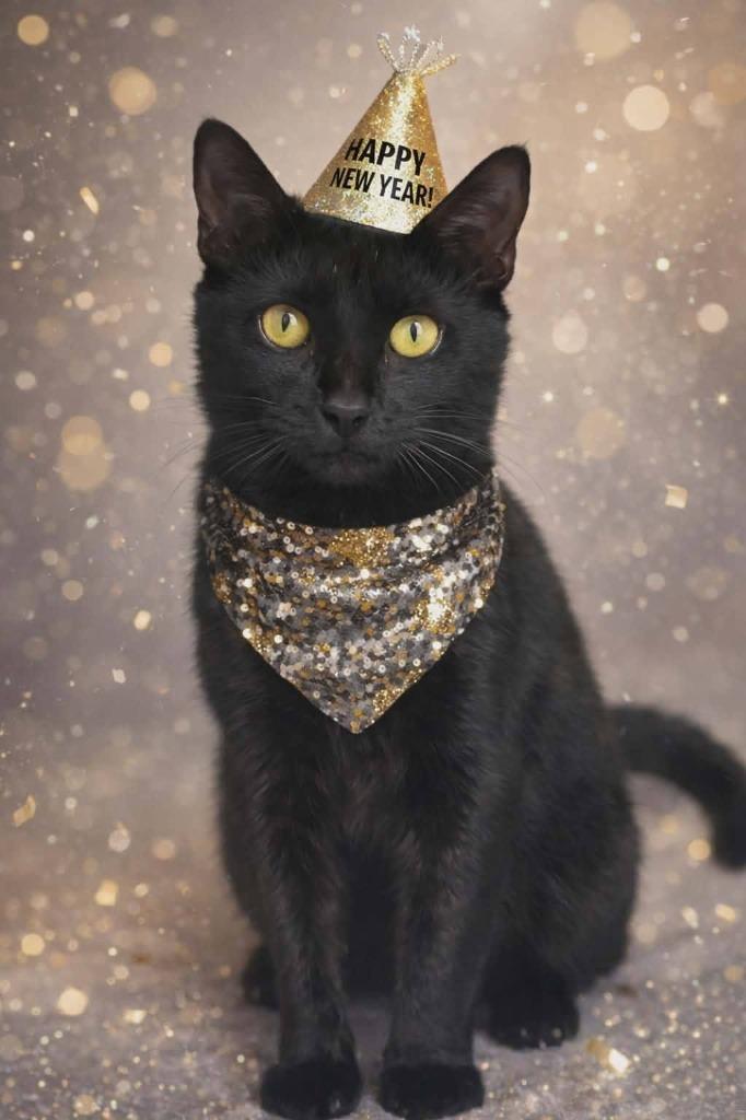 Moon, a Adoptable mixed breed in Hartsville, SC image 2/6