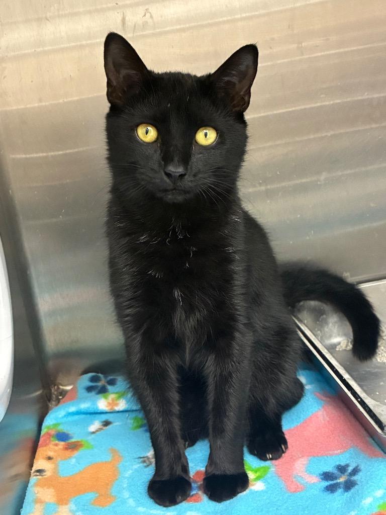 Moon, a Adoptable mixed breed in Hartsville, SC image 3/6