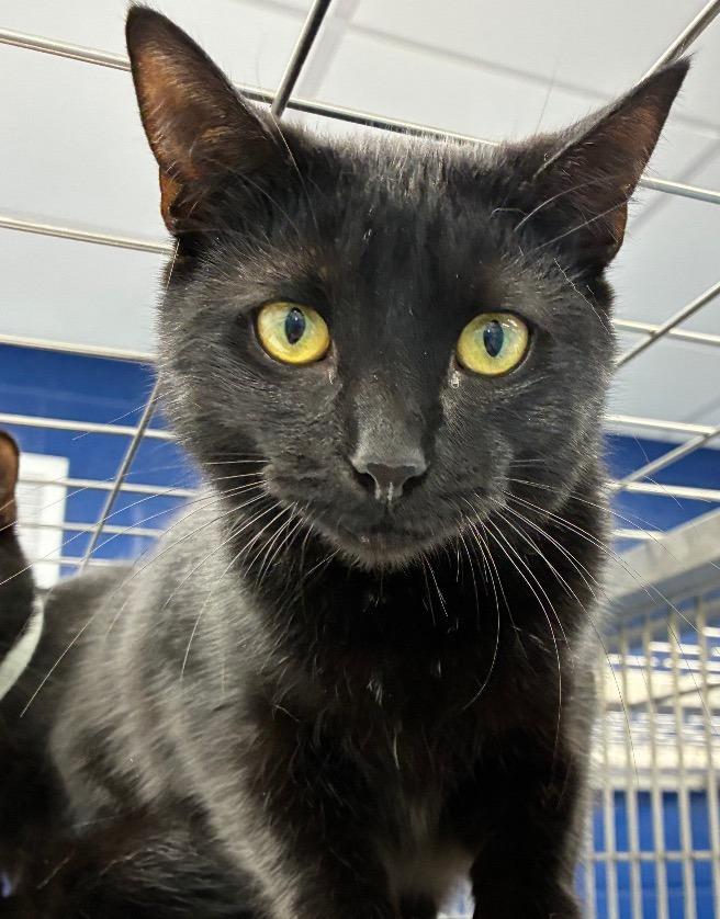 Moon, a Adoptable mixed breed in Hartsville, SC image 4/6