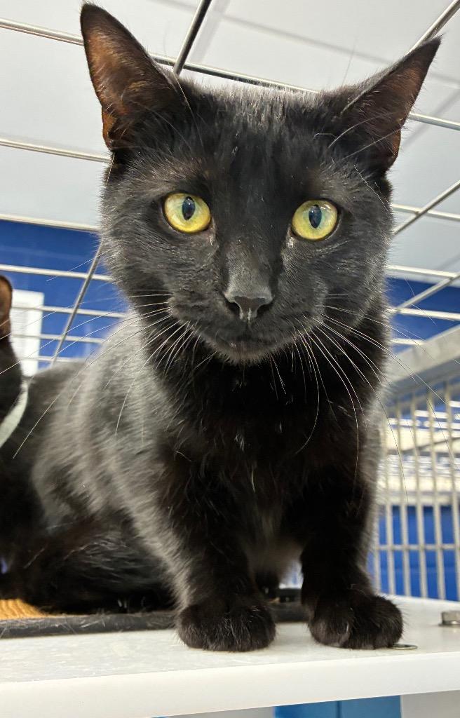 Moon, a Adoptable mixed breed in Hartsville, SC image 6/6